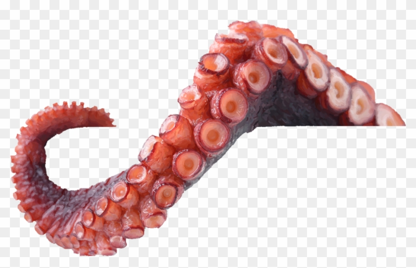 Detail Octopus Tentacles Png Nomer 4