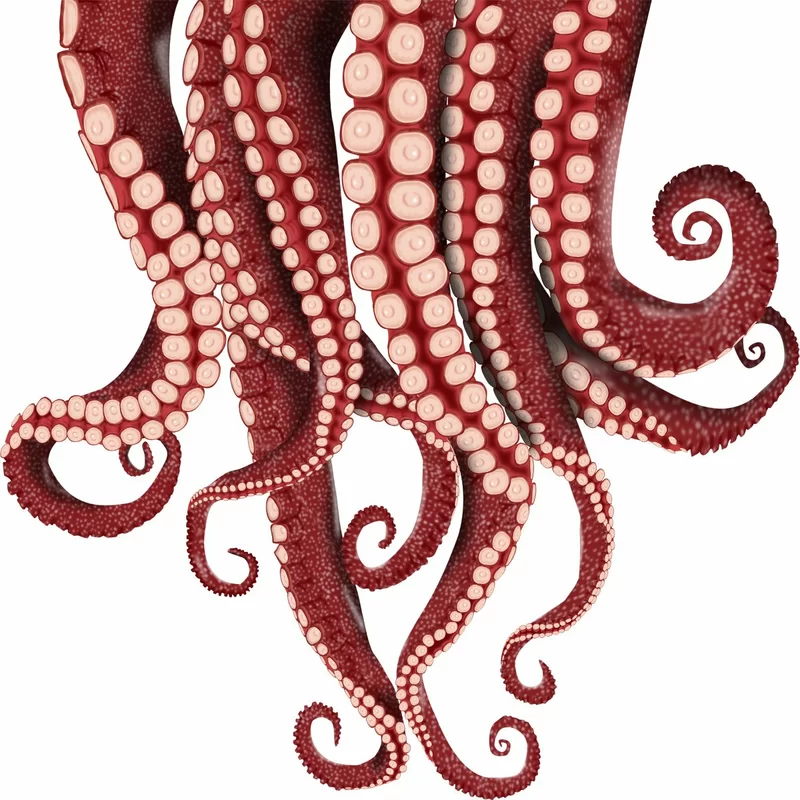 Detail Octopus Tentacles Png Nomer 41