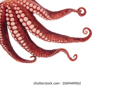 Detail Octopus Tentacles Png Nomer 47