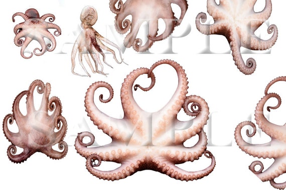 Detail Octopus Tentacles Png Nomer 55