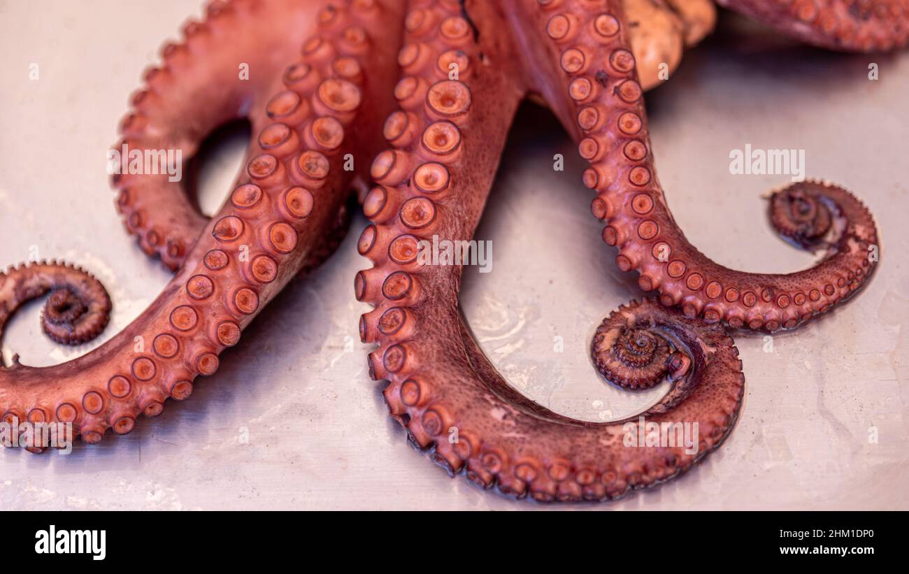 Detail Octopus Toilet Plunger Nomer 45