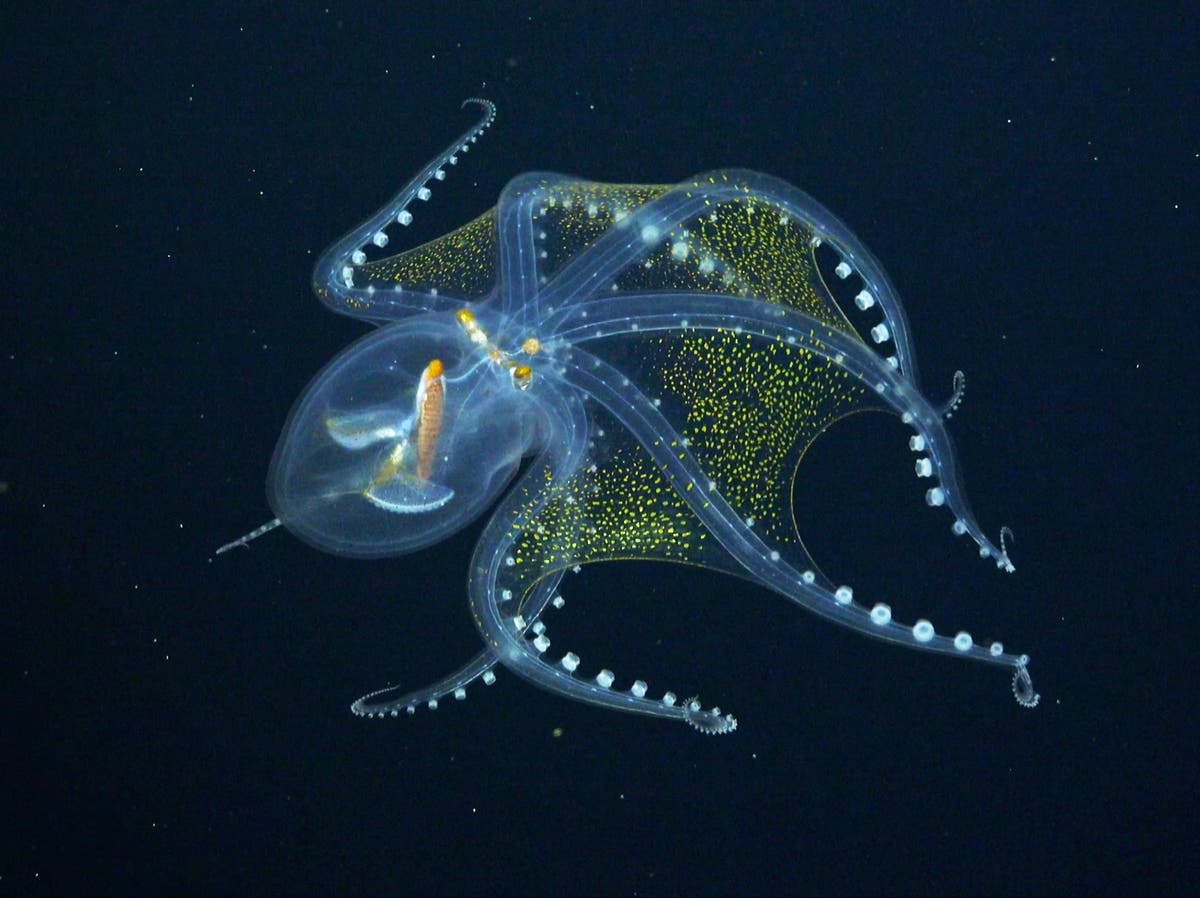 Detail Octopus Transparent Nomer 3
