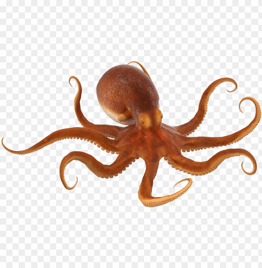 Detail Octopus Transparent Background Nomer 3