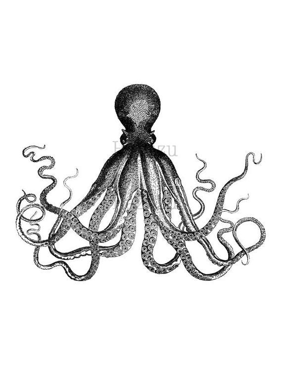 Detail Octopus Transparent Background Nomer 53