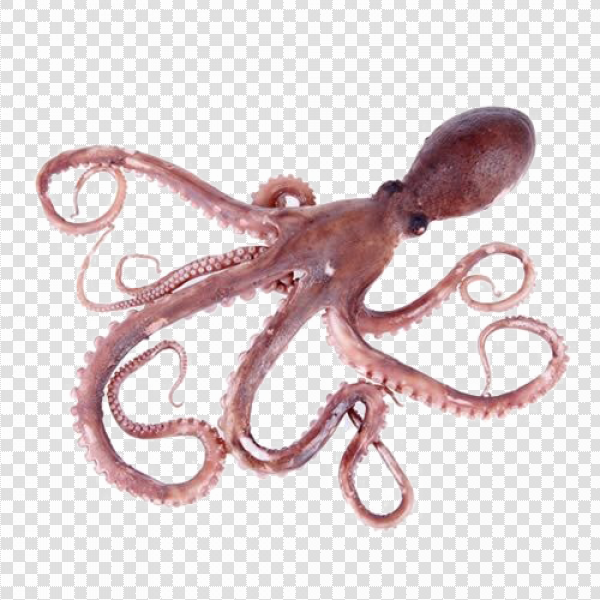 Detail Octopus Transparent Background Nomer 54