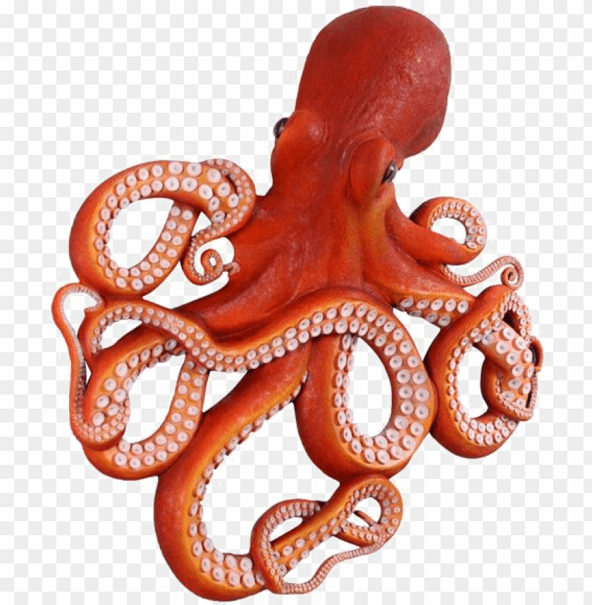 Detail Octopus Transparent Background Nomer 6