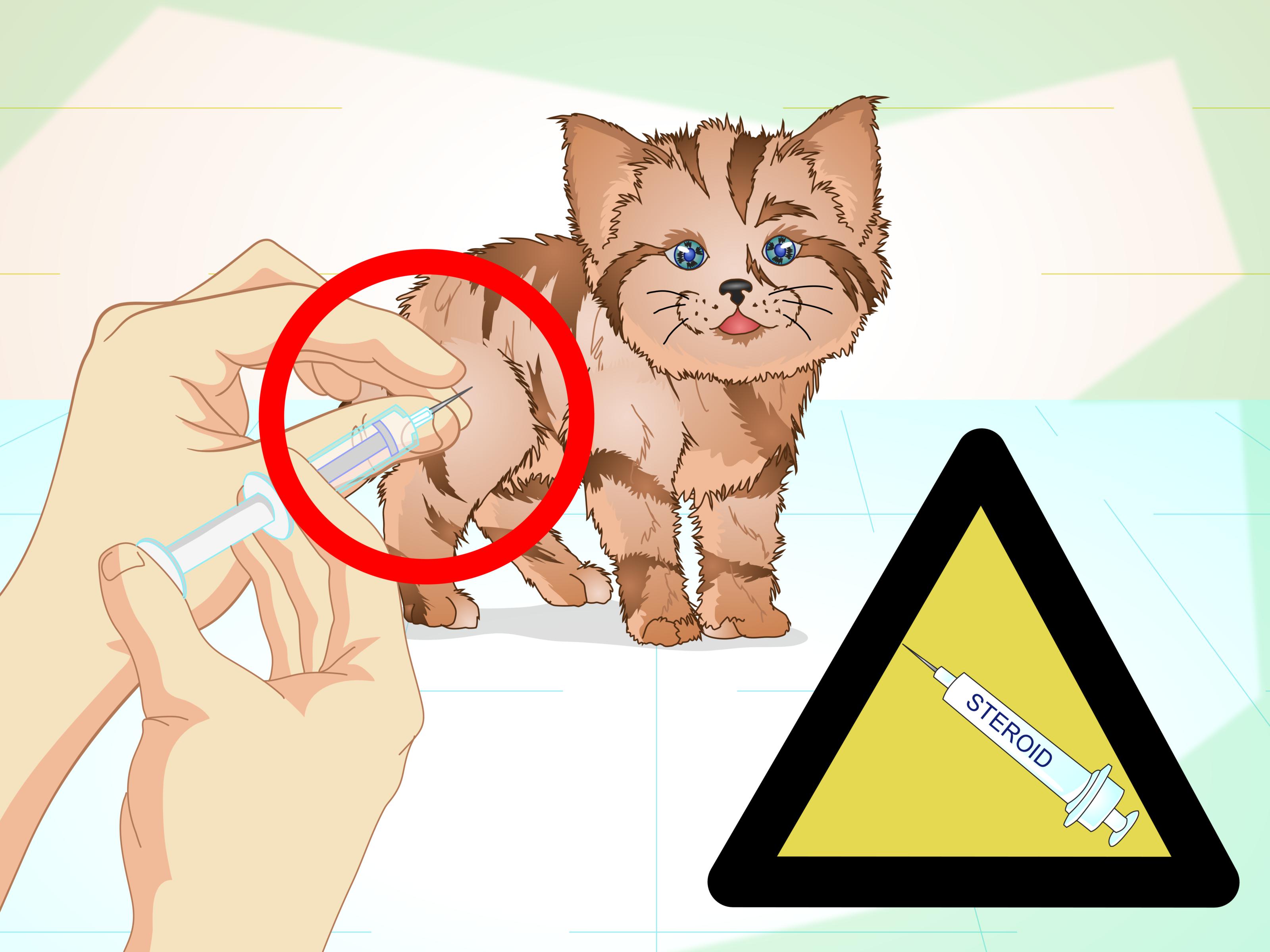 Detail Ok Google Gambar Kucing Nomer 48