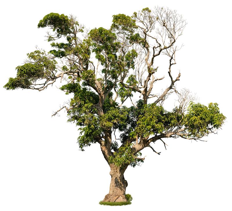Old Tree Png - KibrisPDR