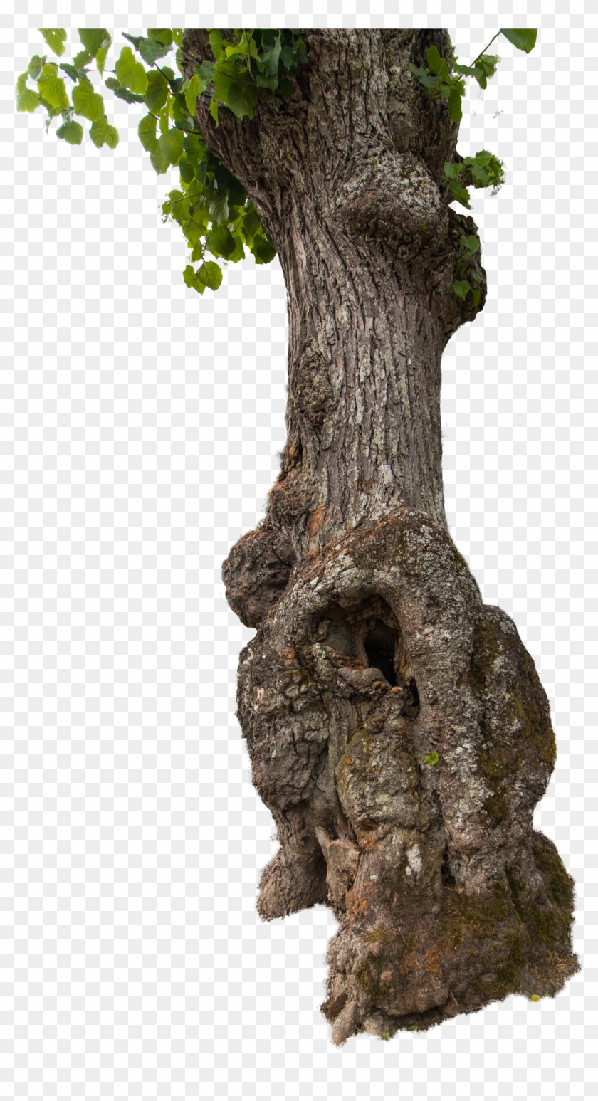Detail Old Tree Png Nomer 41