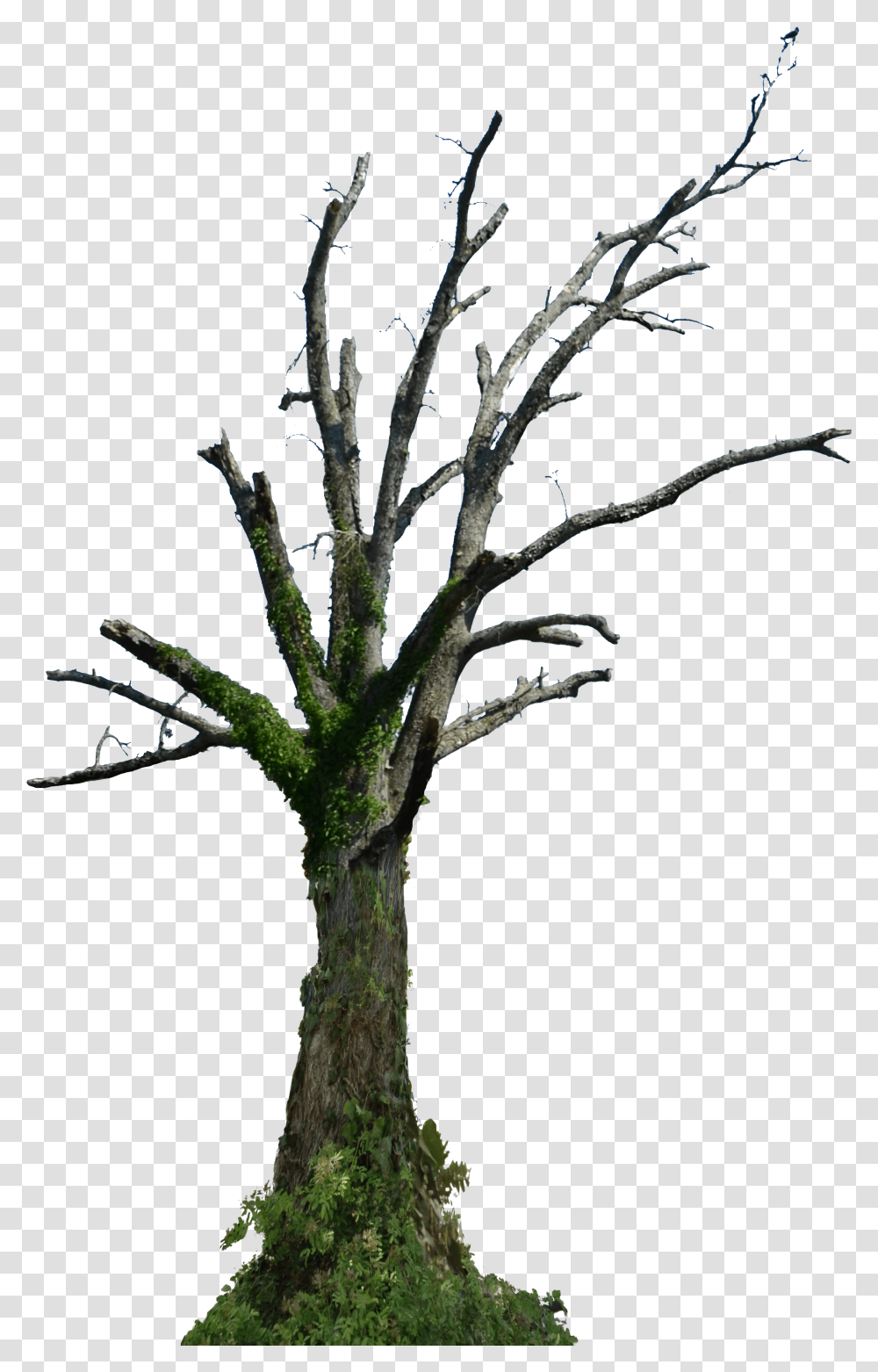 Detail Old Tree Png Nomer 10