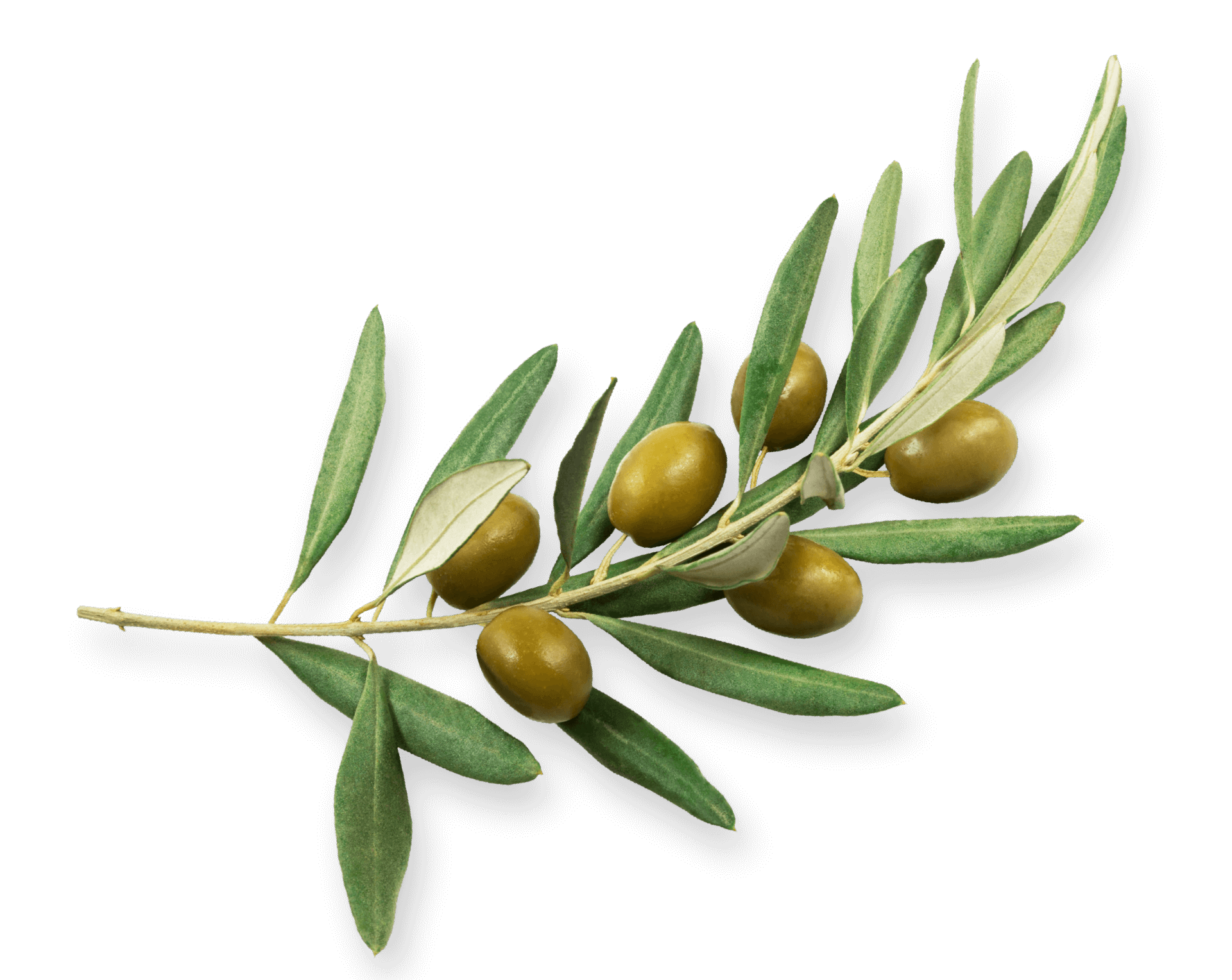 Detail Olive Png Nomer 26