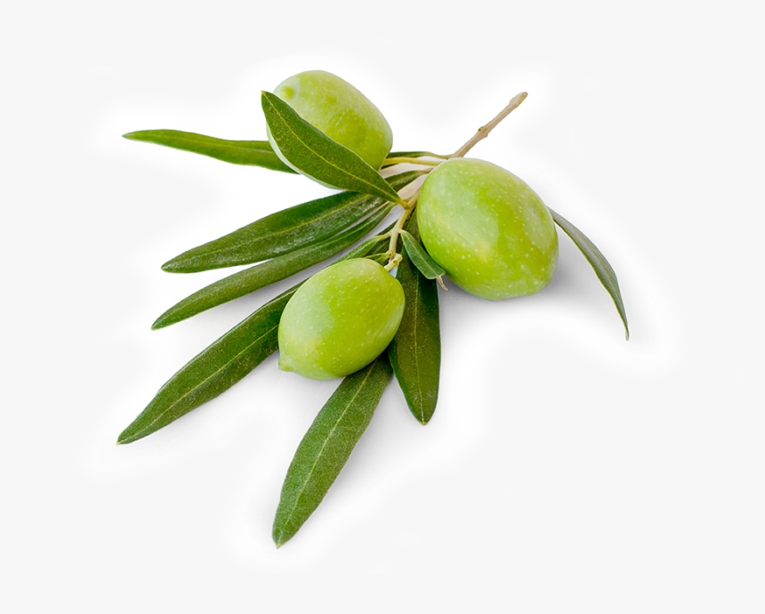 Detail Olive Png Nomer 28