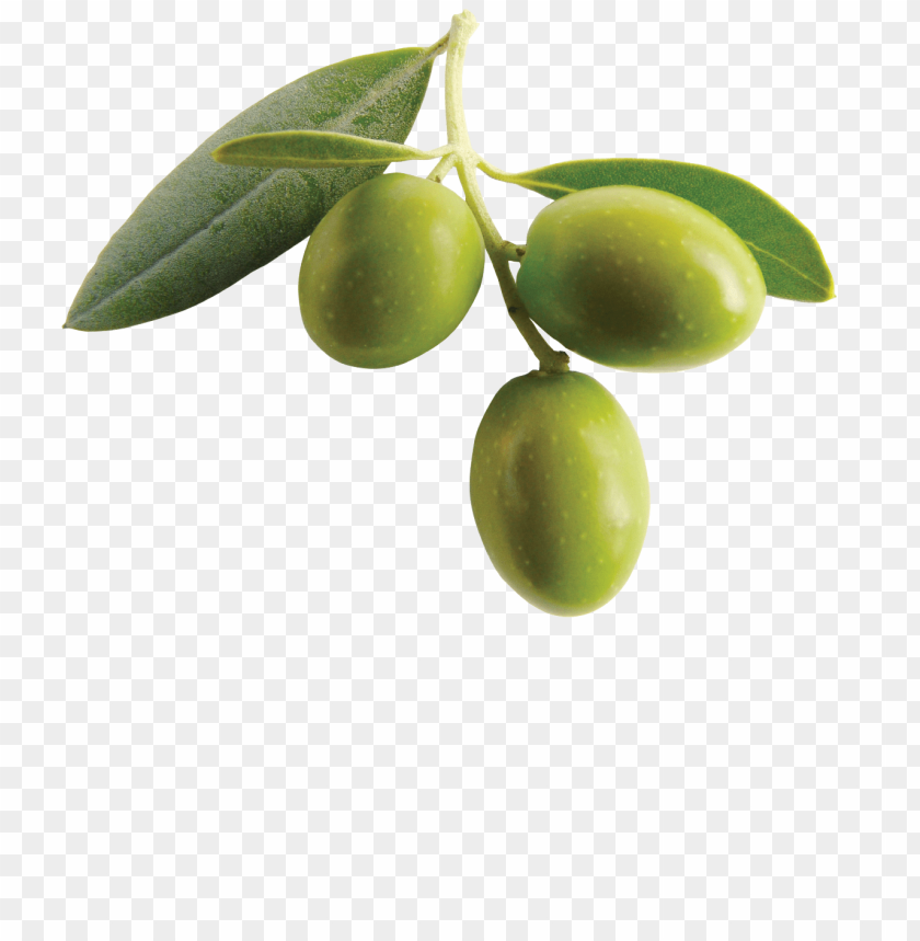 Detail Olive Png Nomer 5