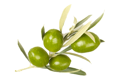 Detail Olive Png Nomer 46