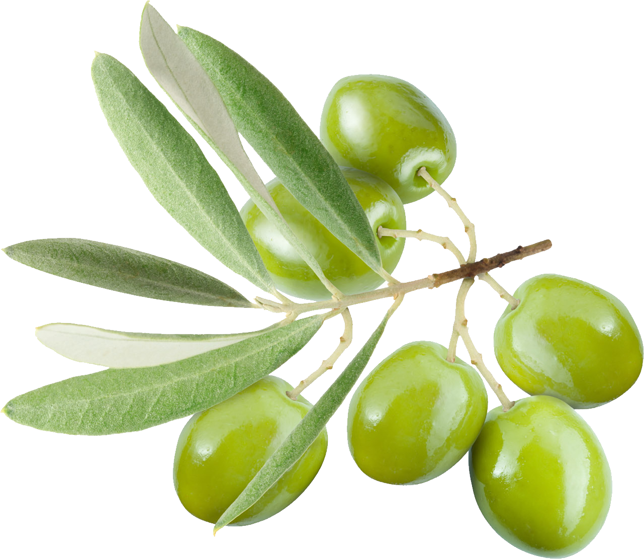 Detail Olive Png Nomer 6