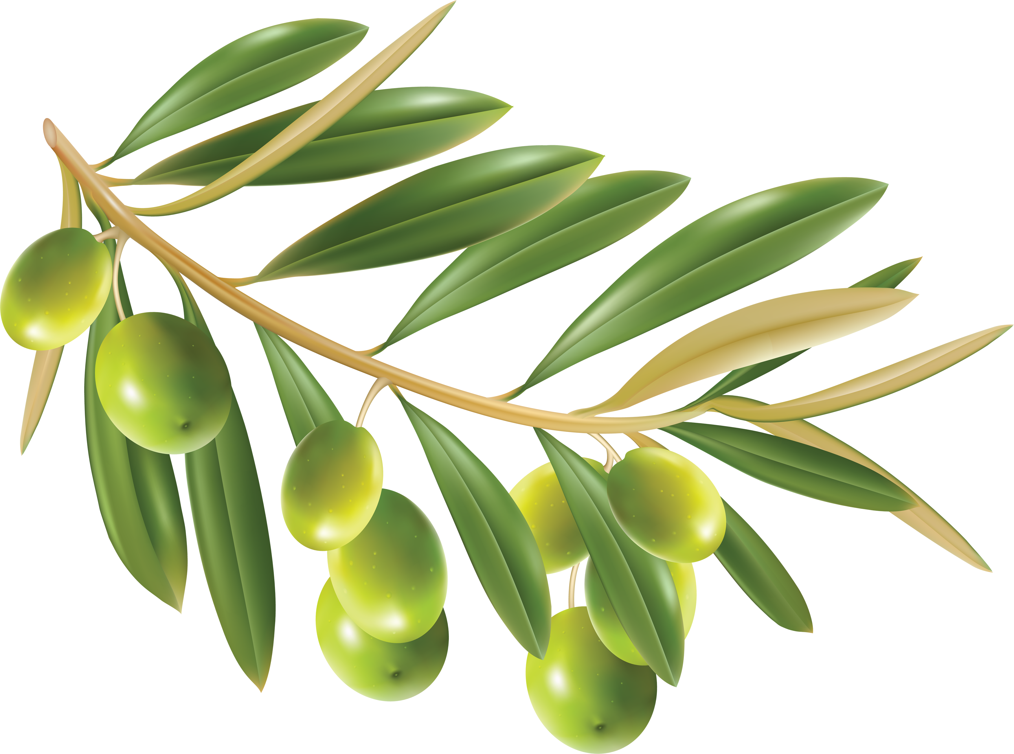 Detail Olive Png Nomer 9