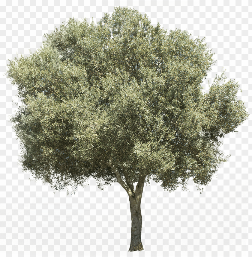 Olive Tree Transparent Background - KibrisPDR