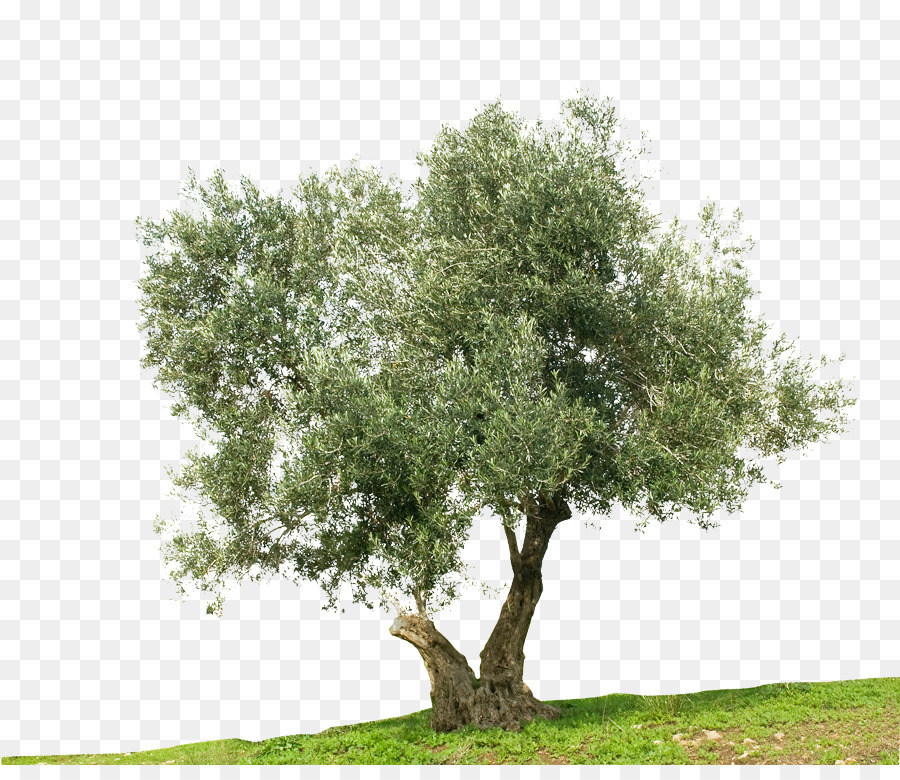 Detail Olive Tree Transparent Background Nomer 10