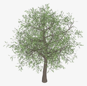 Detail Olive Tree Transparent Background Nomer 11