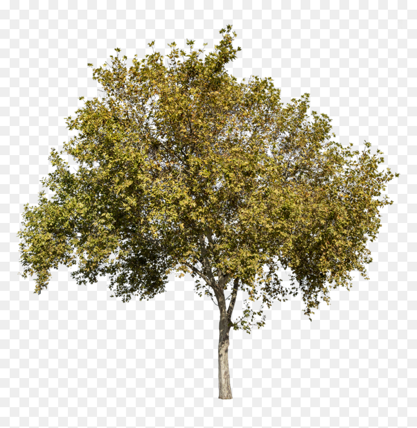 Detail Olive Tree Transparent Background Nomer 16