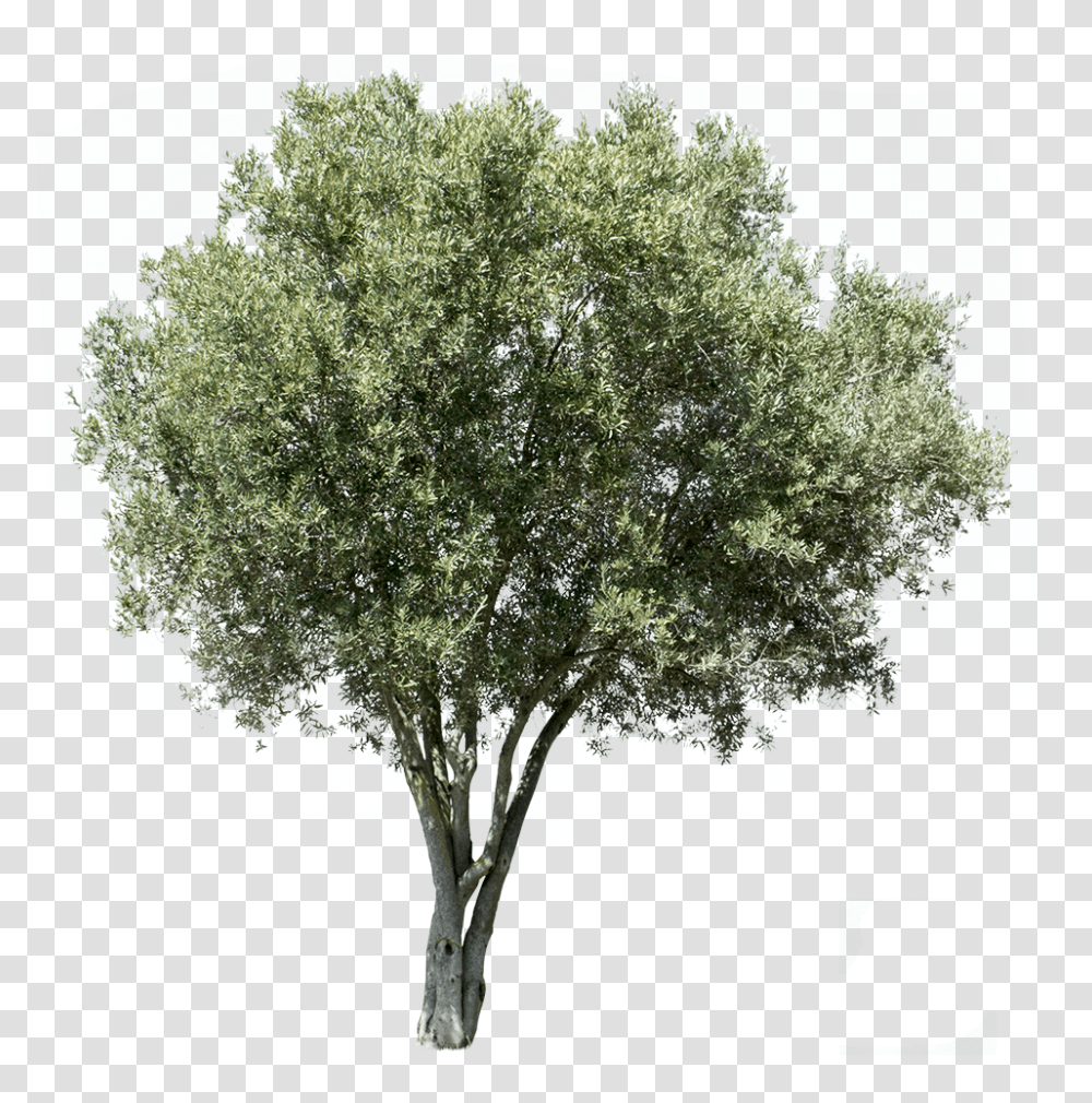 Detail Olive Tree Transparent Background Nomer 3