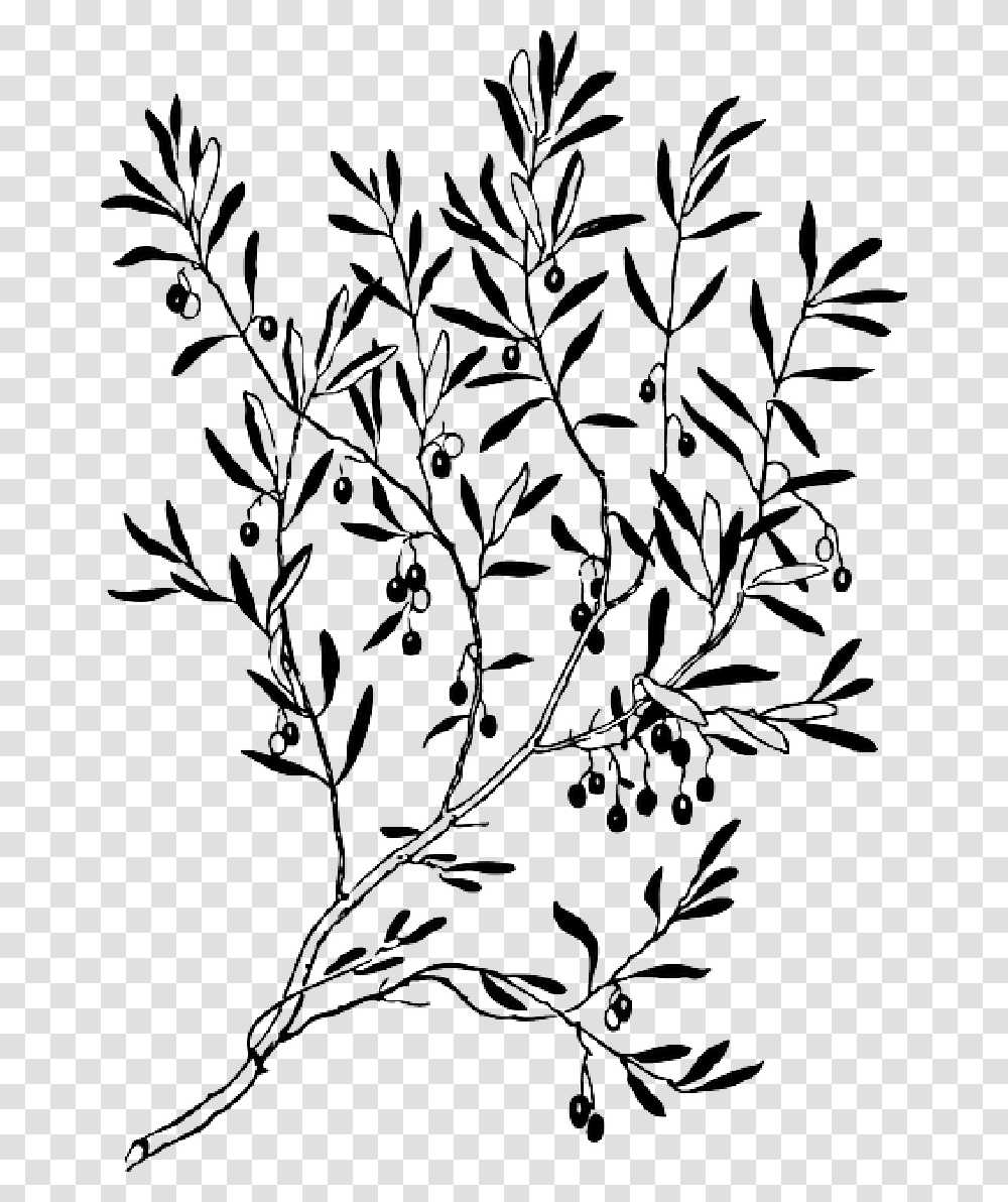 Detail Olive Tree Transparent Background Nomer 29