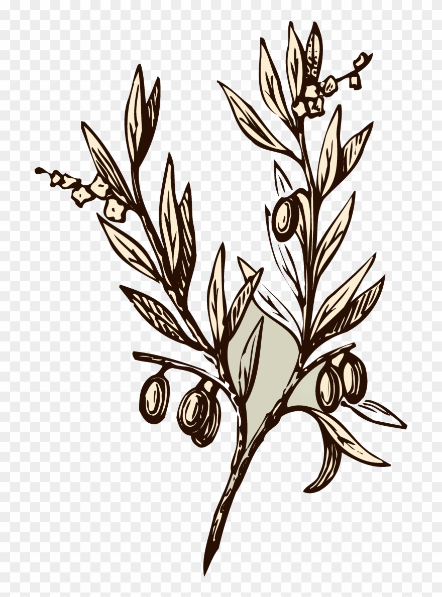 Detail Olive Tree Transparent Background Nomer 31