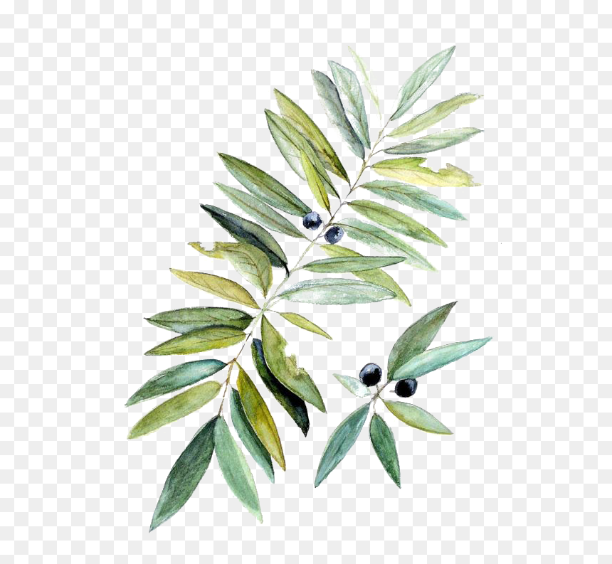 Detail Olive Tree Transparent Background Nomer 35