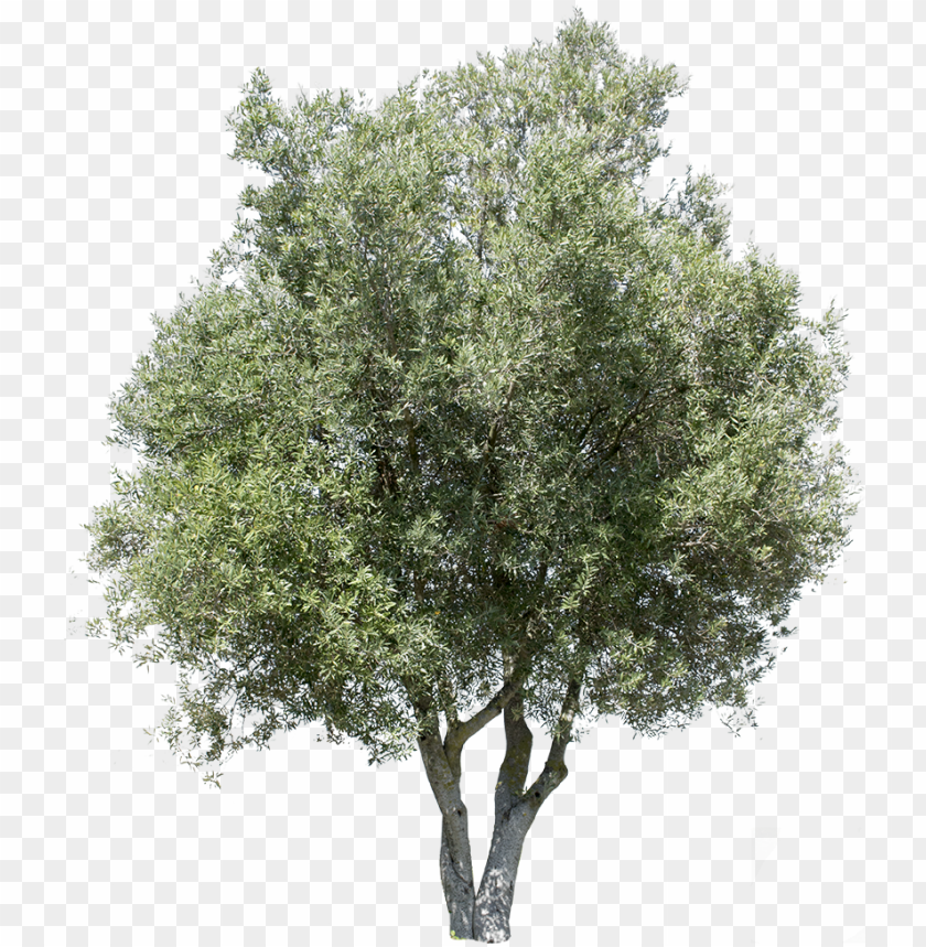 Detail Olive Tree Transparent Background Nomer 5