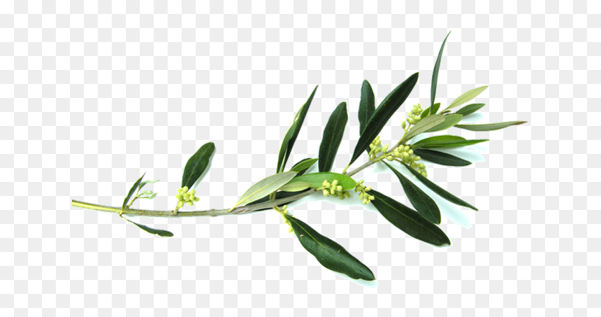 Detail Olive Tree Transparent Background Nomer 38