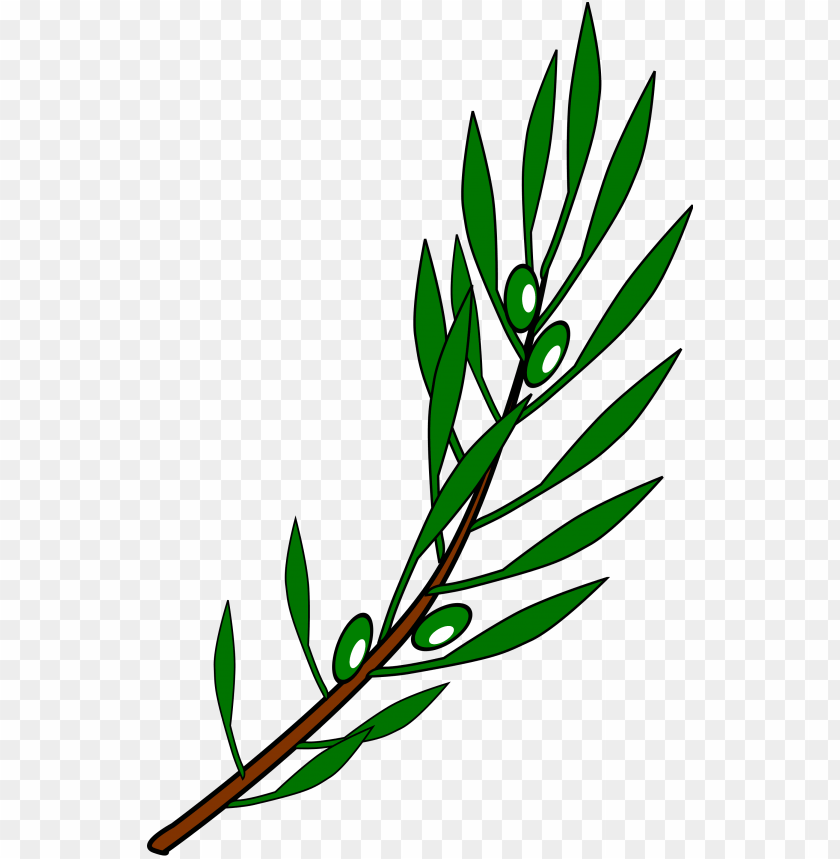 Detail Olive Tree Transparent Background Nomer 40