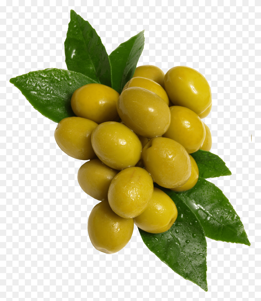 Detail Olive Tree Transparent Background Nomer 42