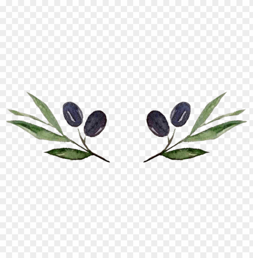 Detail Olive Tree Transparent Background Nomer 43