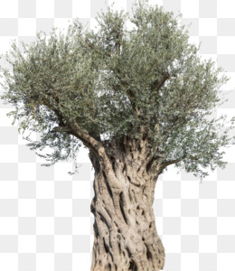 Detail Olive Tree Transparent Background Nomer 47