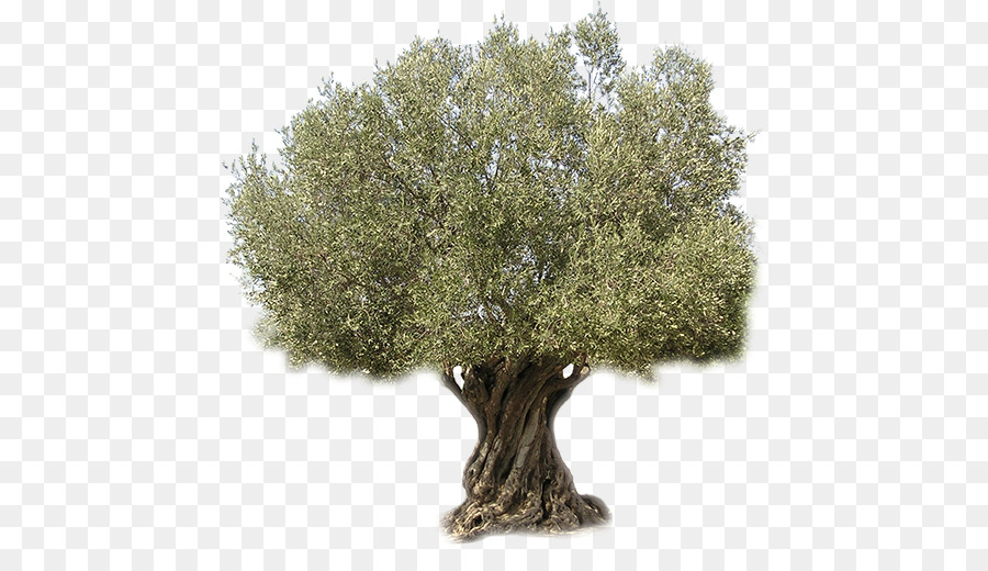 Detail Olive Tree Transparent Background Nomer 8