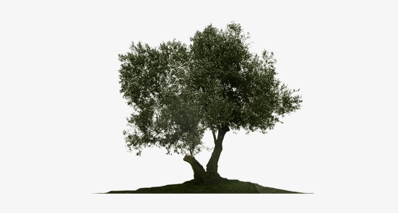 Detail Olive Tree Transparent Background Nomer 9