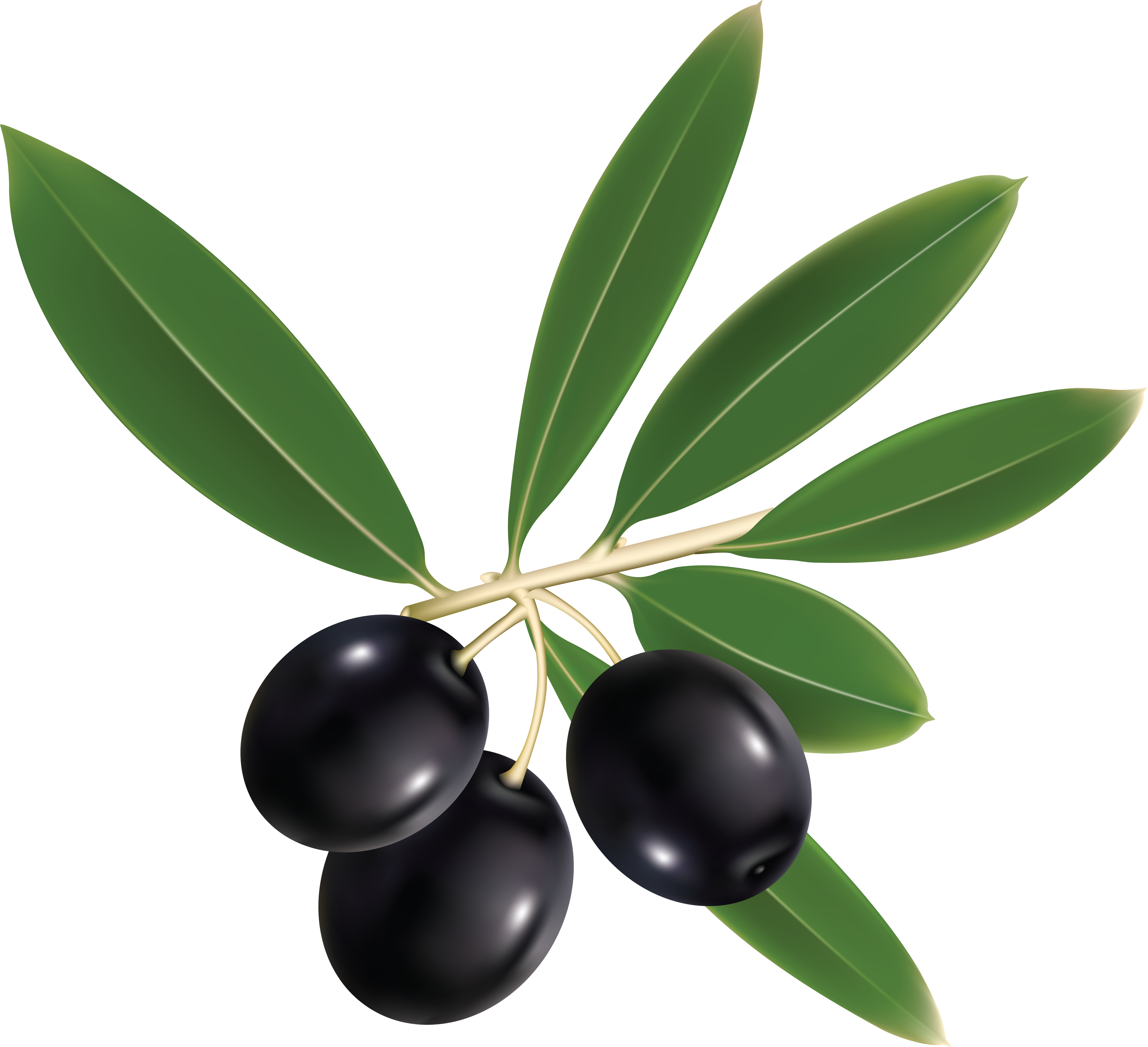 Detail Olives Clipart Nomer 11