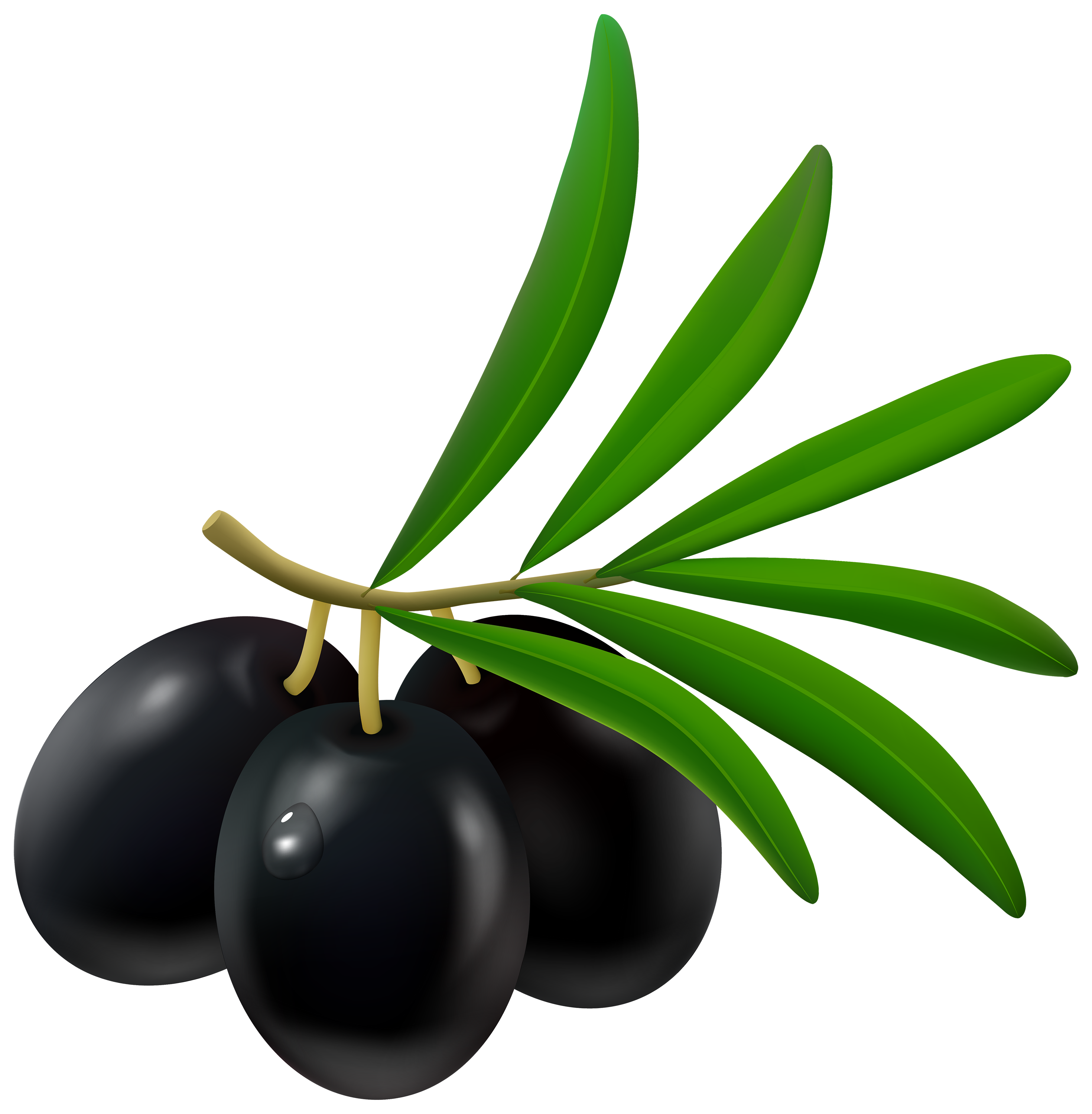 Detail Olives Clipart Nomer 14