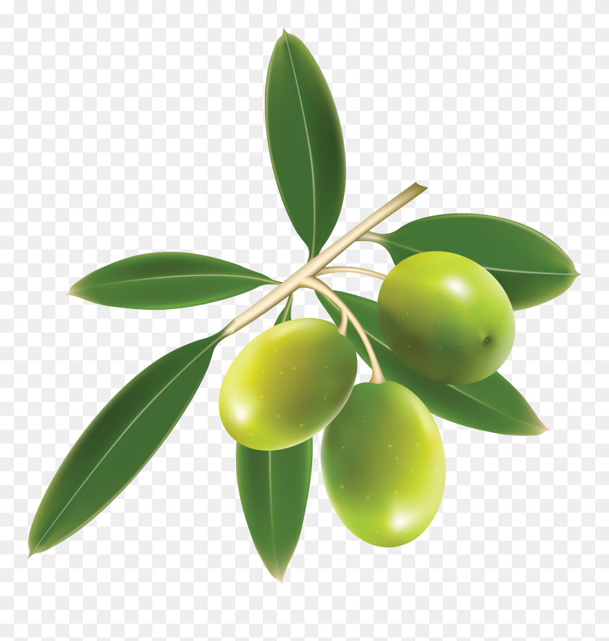 Detail Olives Clipart Nomer 20