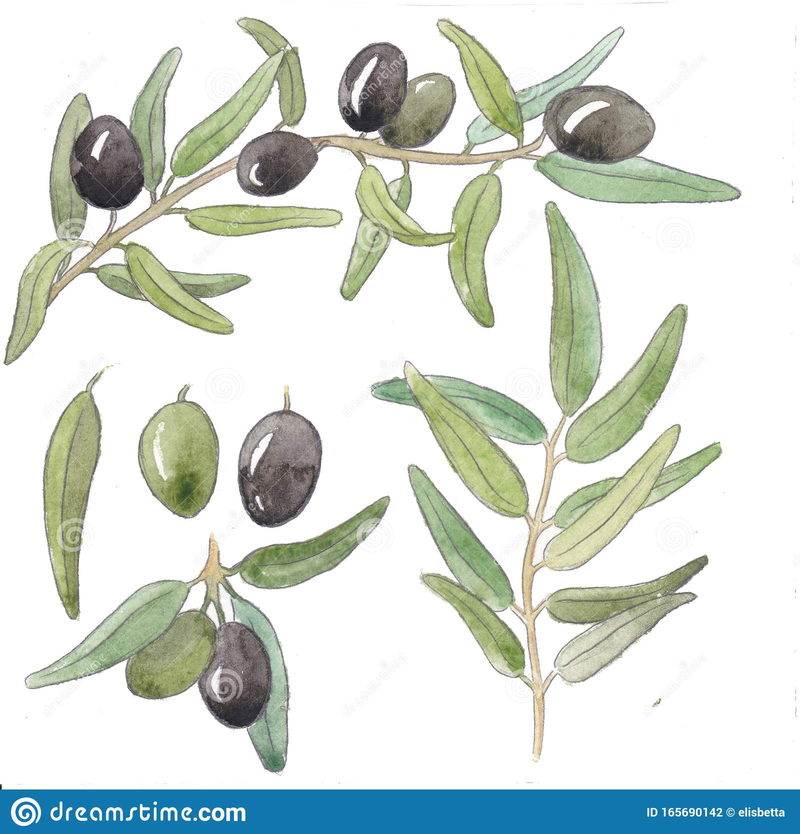 Detail Olives Clipart Nomer 44