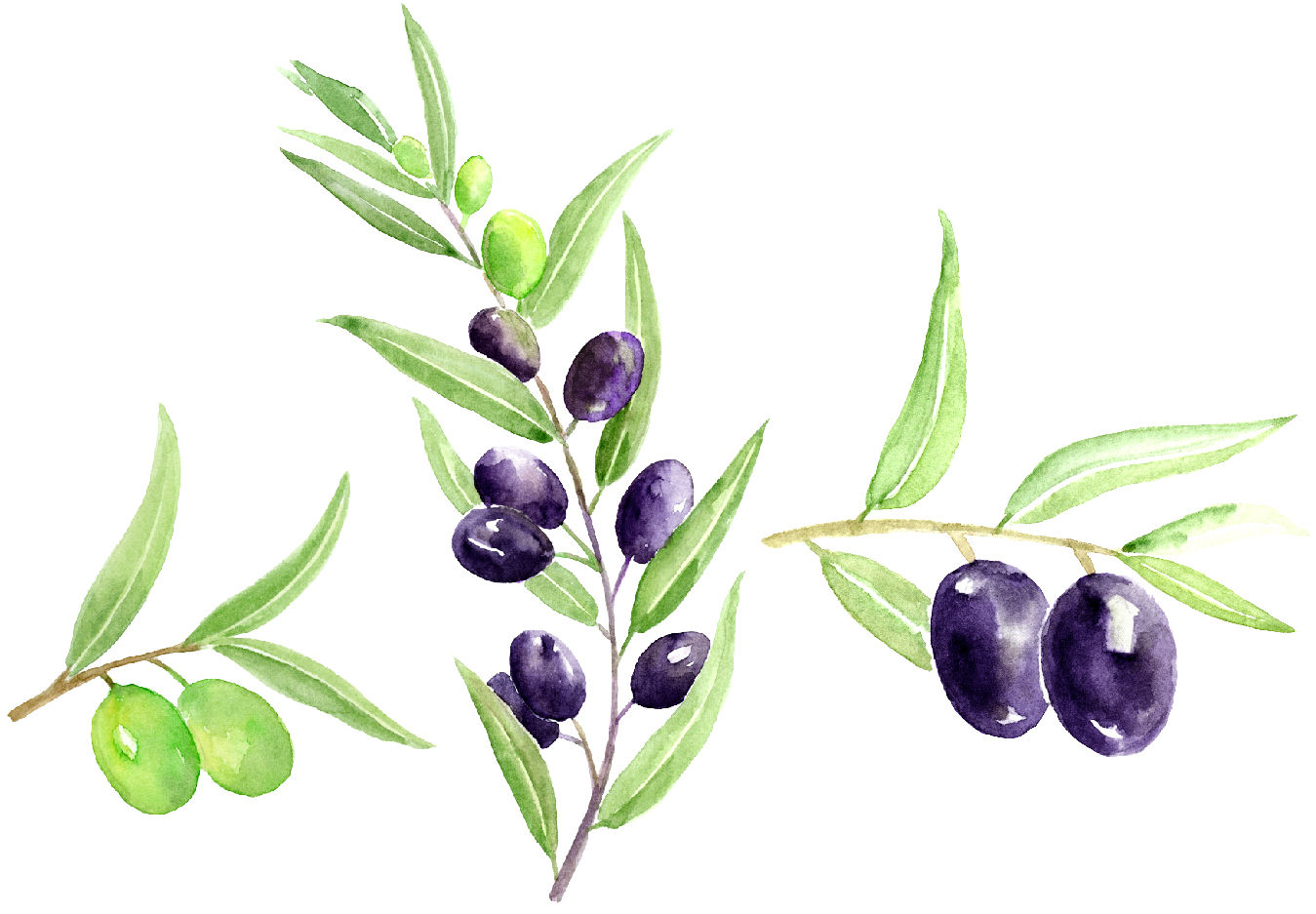 Detail Olives Clipart Nomer 48