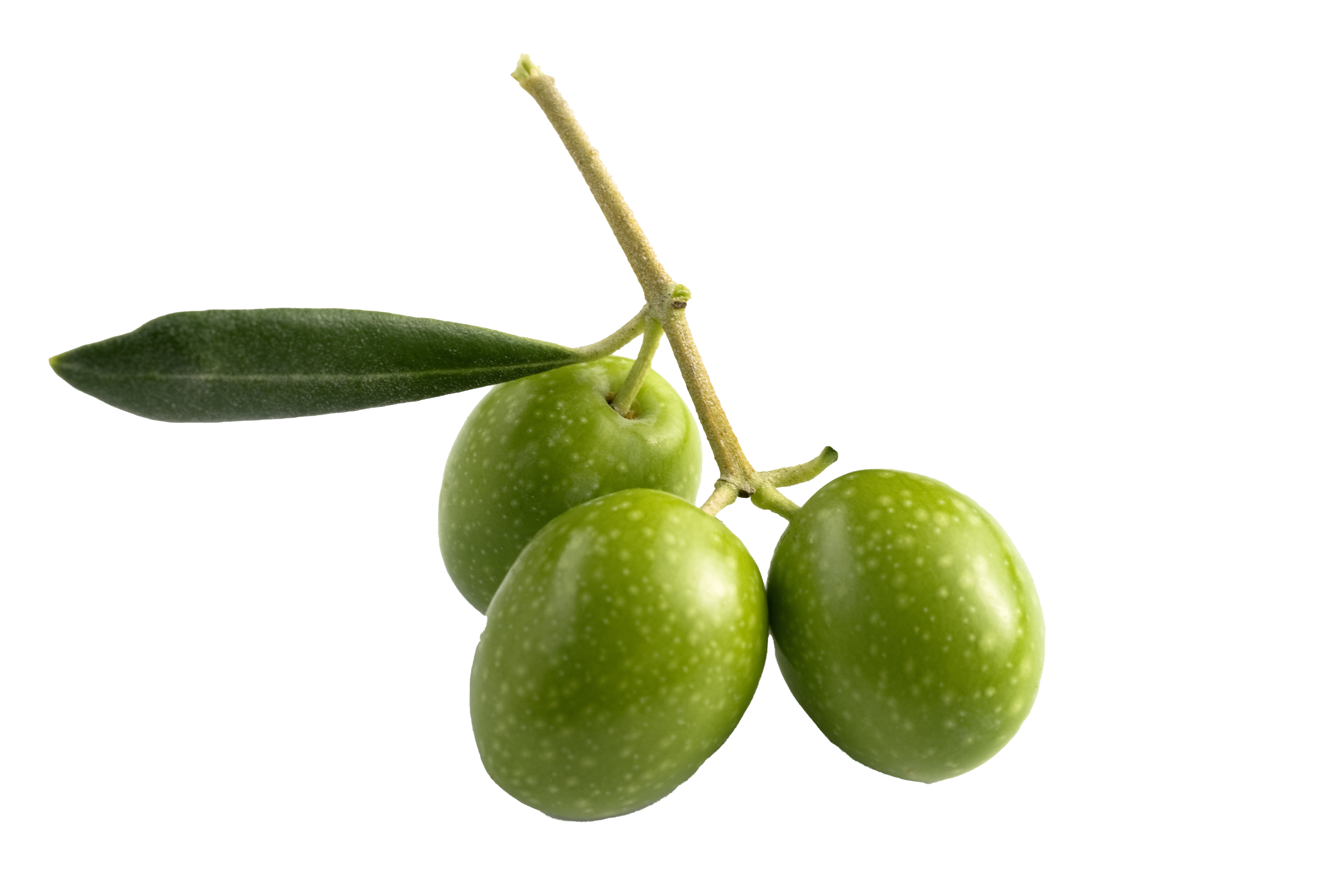 Detail Olives Png Nomer 12