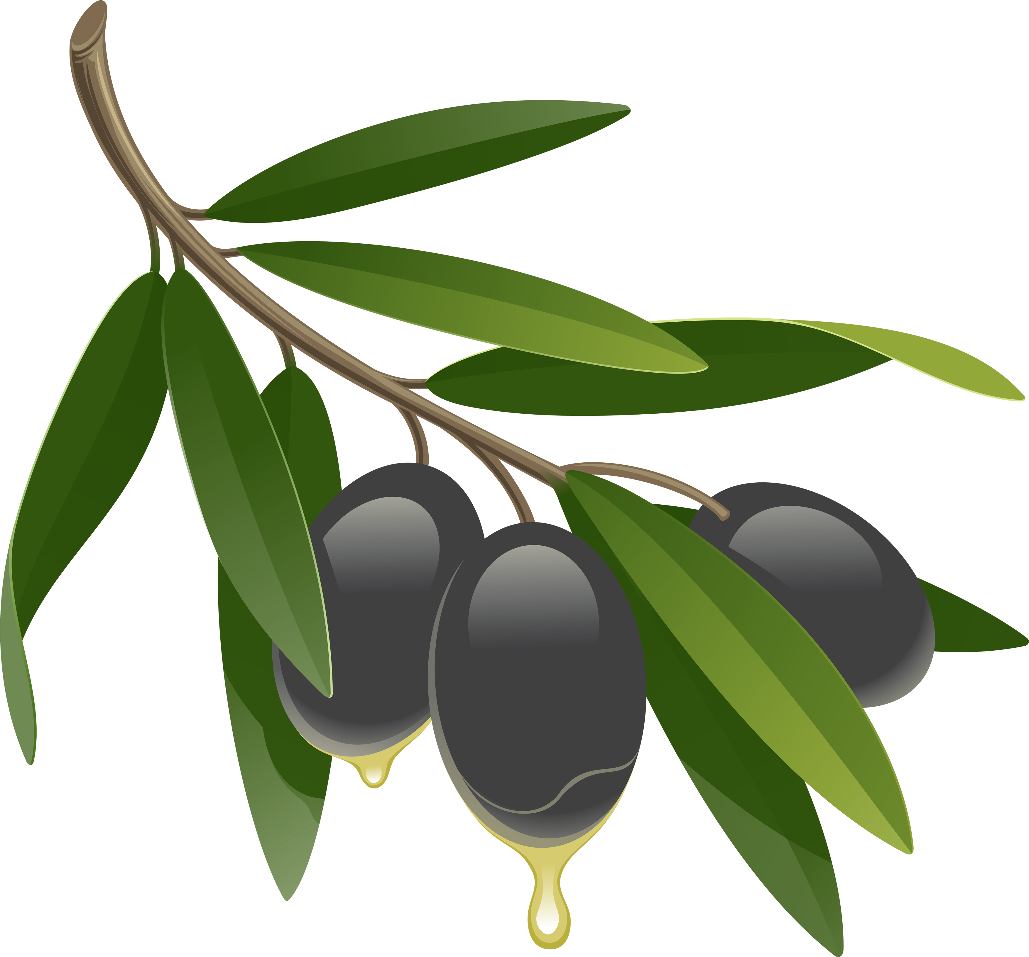 Detail Olives Png Nomer 26