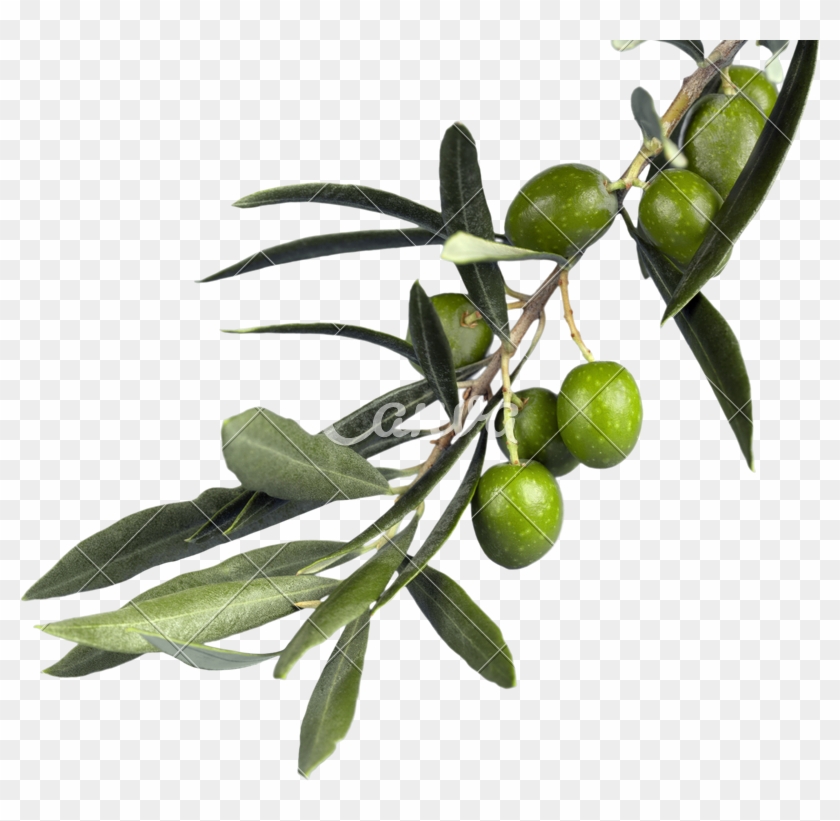 Detail Olives Png Nomer 48