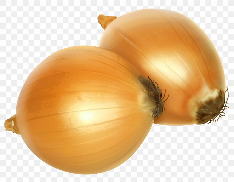 Detail Onion Cartoon Png Nomer 32