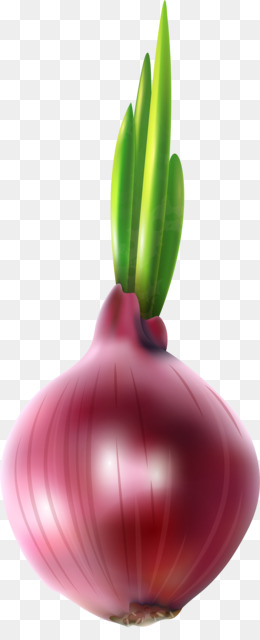 Detail Onion Cartoon Png Nomer 37