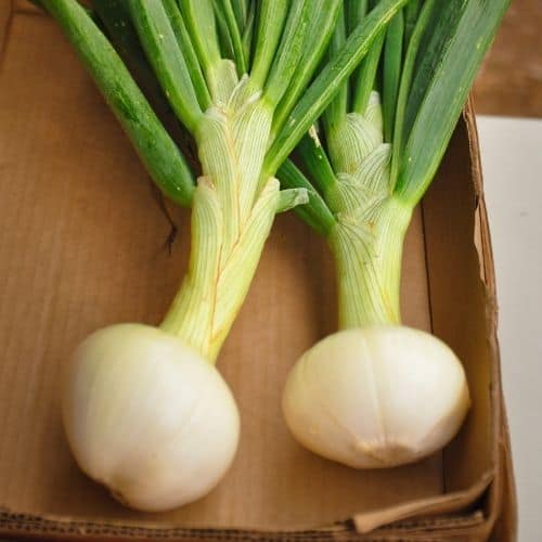 Detail Onion Leeks Image Nomer 10