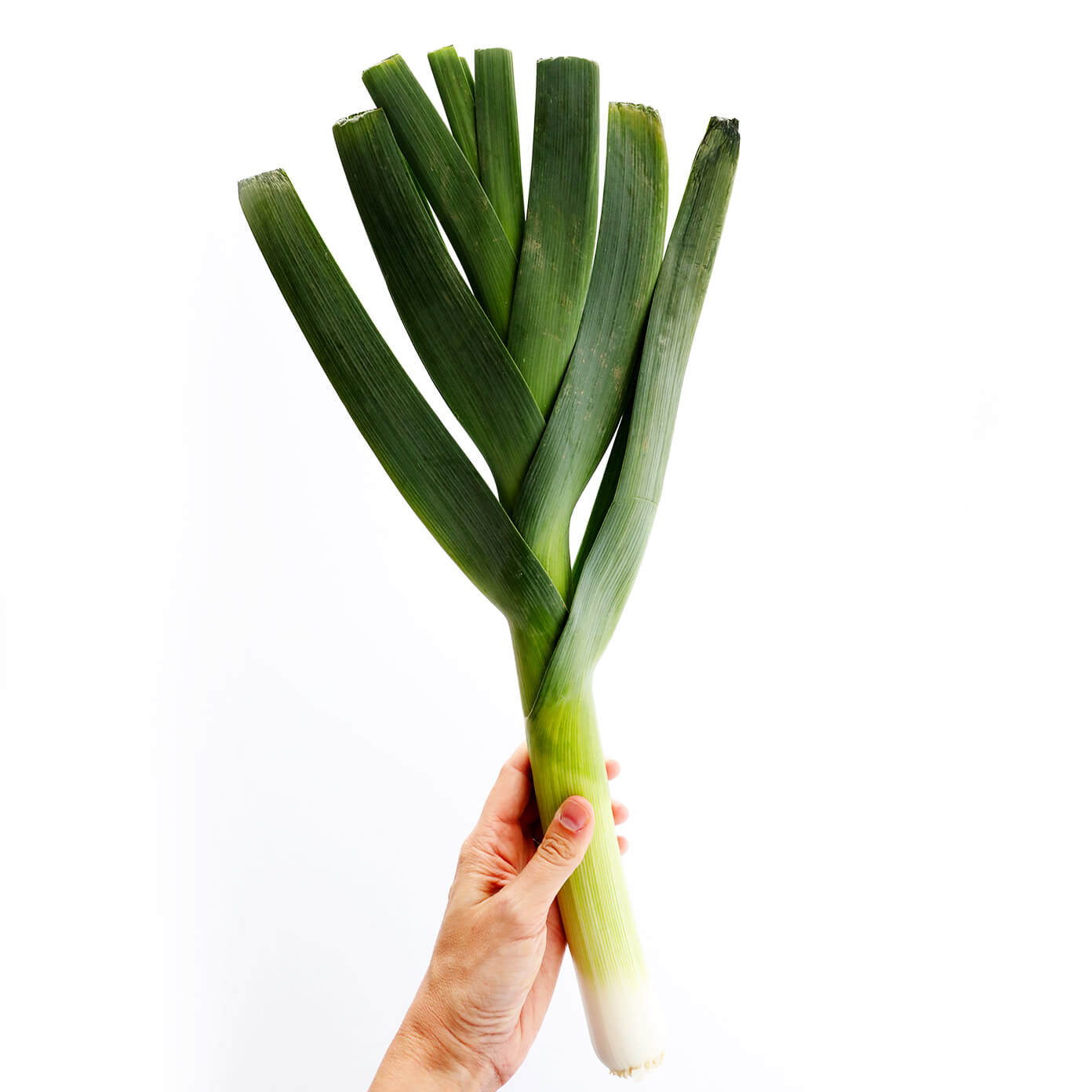 Detail Onion Leeks Image Nomer 14