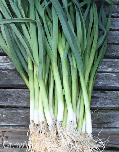Detail Onion Leeks Image Nomer 21