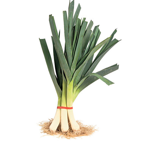 Detail Onion Leeks Image Nomer 28